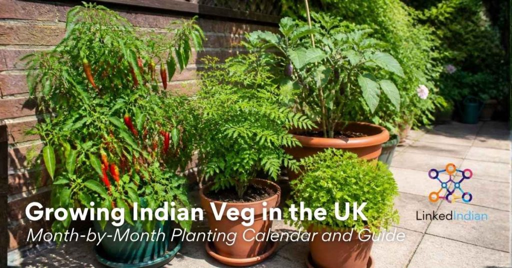 UK Indian vegetable and herb growing guide showing potted green chillies and curry leaf plant
