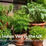 UK Indian vegetable and herb growing guide showing potted green chillies and curry leaf plant